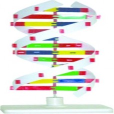DNA MODEL